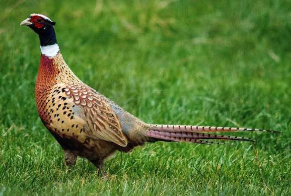 A beautiful pheasant